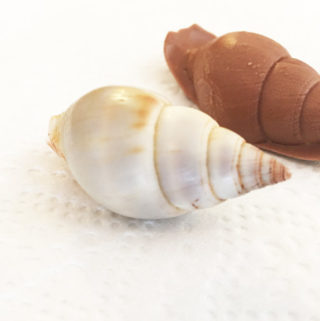 molded chocolate of seashell2