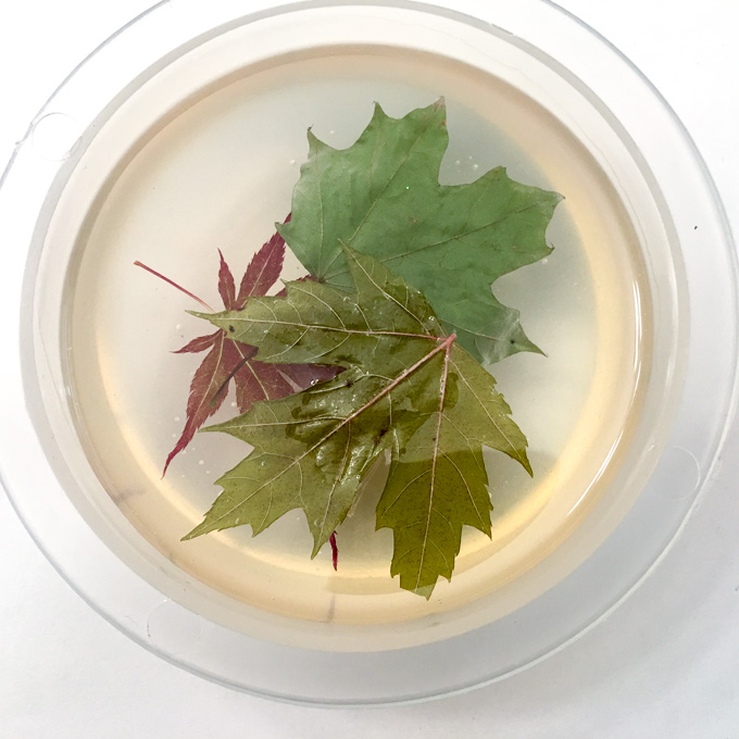 DIY maple leaf resin paperweights tutorial-5677 via @resincraftsblog