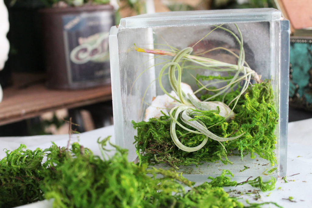 DIY Clear Resin Terrarium Tutorial for Displaying Air Plants