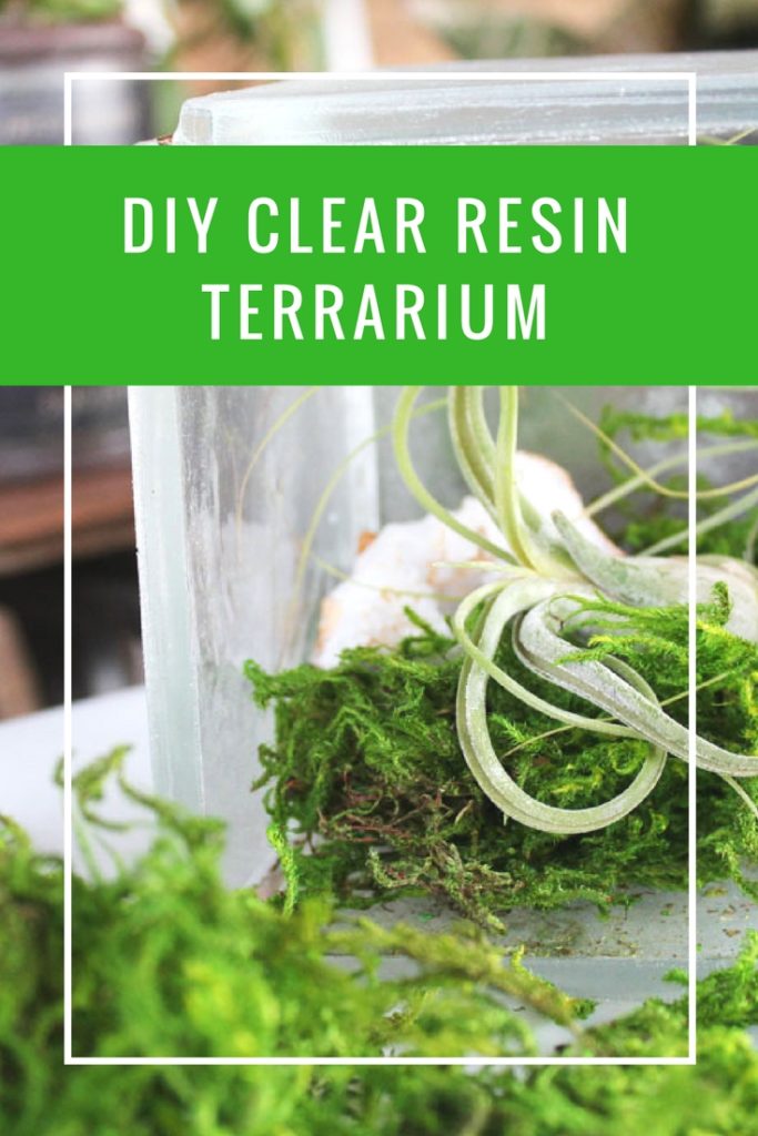 DIY Clear Resin Terrarium Tutorial for Displaying Air Plants
