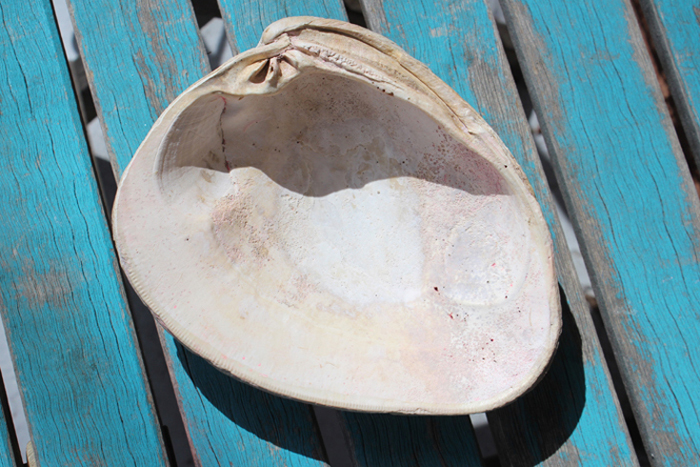 seashell soap dish diy with easycast clear casting resincraftsblog (7) via @resincraftsblog