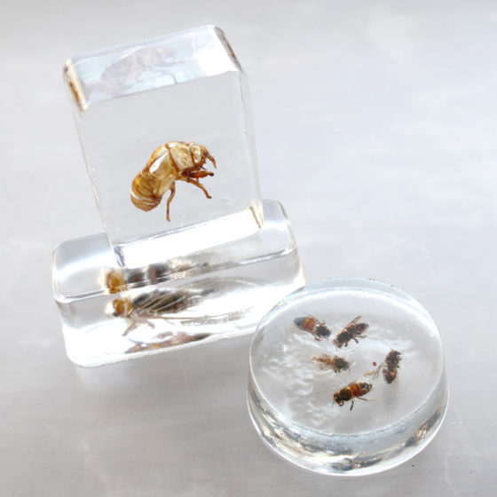 Insects Cast in EasyCast Clear Casting Epoxy