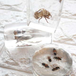 resin cast bees and cicadas bugs DIY (3)