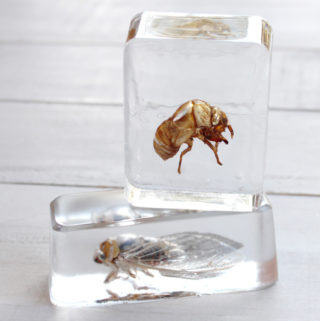 resin cast bees and cicadas bugs DIY (4)