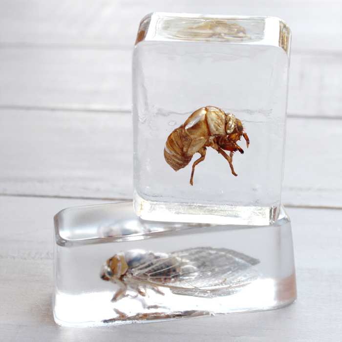 resin cast bees and cicadas bugs DIY (4) via @resincraftsblog