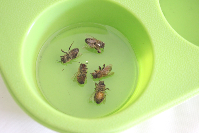 resin cast bees and cicadas bugs DIY (7) via @resincraftsblog