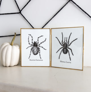 spider-tarantula-halloween-printables-1