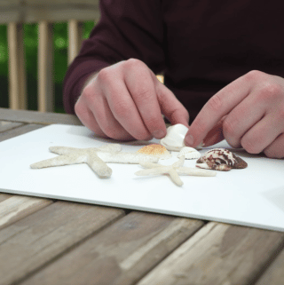 Shells-and-starfish-sitting-on-foam-core