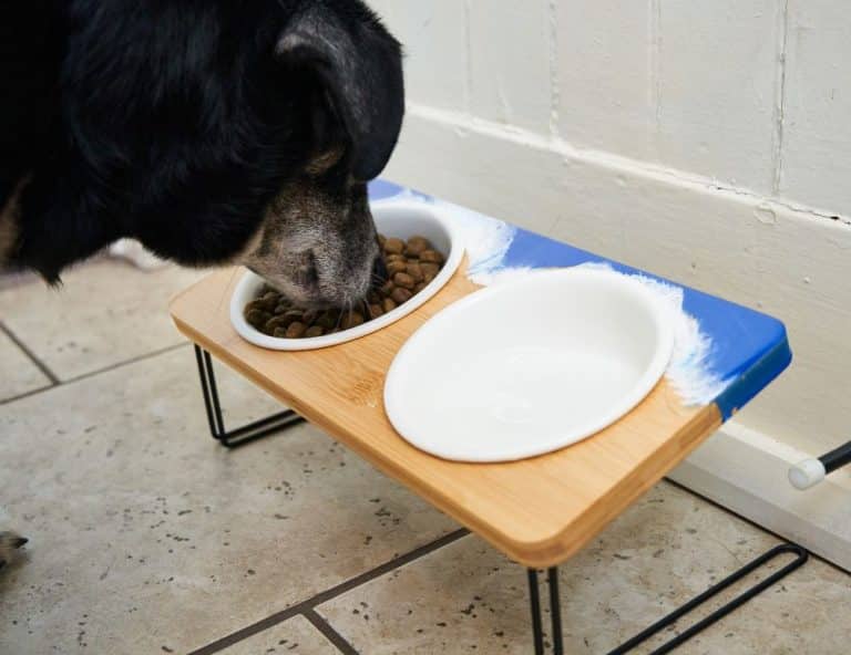 How to Make DIY Dog Bowl Stands with Resin Resin Crafts Blog