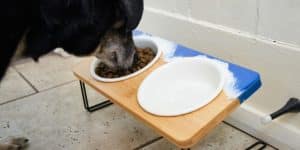 a dog eating out of a custom wooden bowl stand