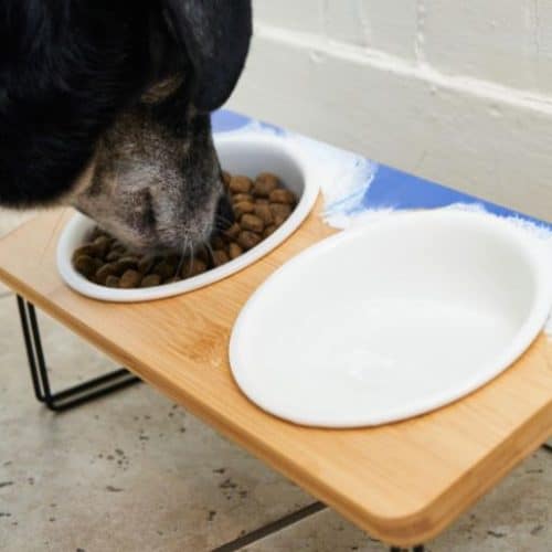 diydogbowlstand Resin Crafts Blog