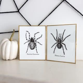 spider-tarantula-halloween-printables-1.jpg